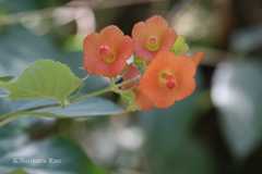 Holmskioldia sanguinea